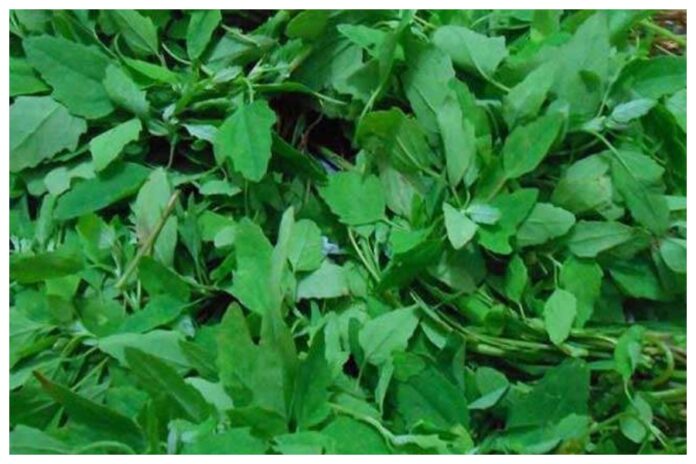 Bathua Saag Benefits