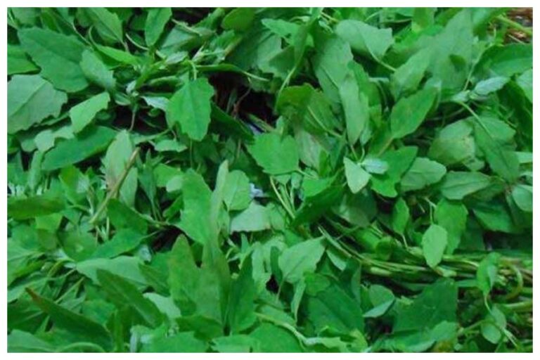 Bathua Saag Benefits