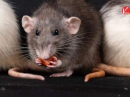 How to Get Rid of Rats Naturally
