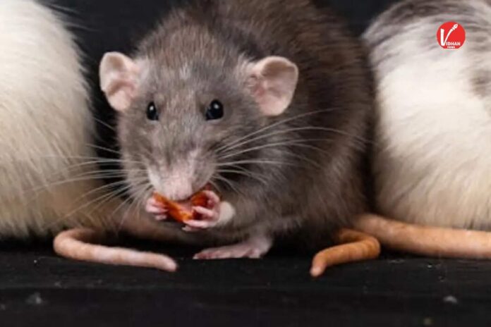 How to Get Rid of Rats Naturally