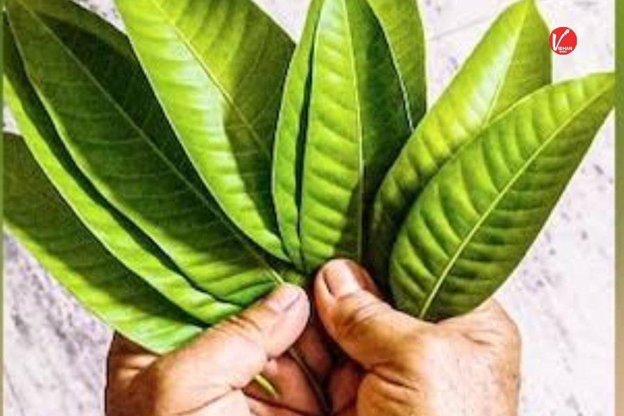 Vastu Tips Vastu Tips