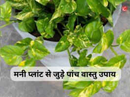 Vastu Tips for Money Plant