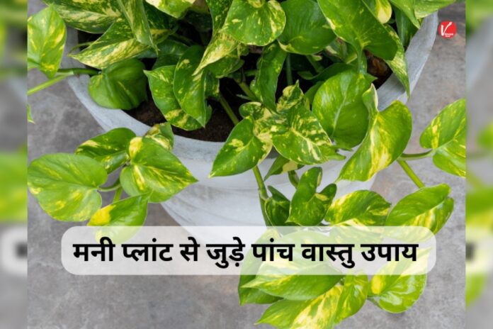 Vastu Tips for Money Plant