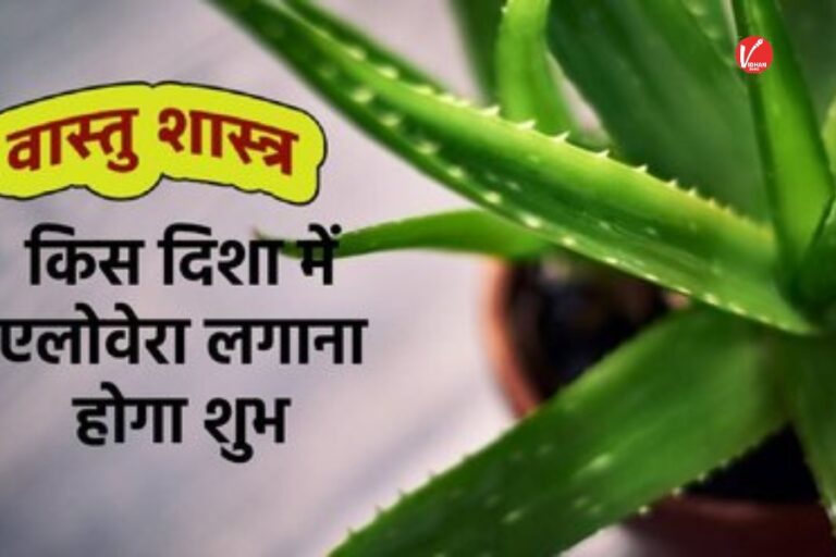 Vastu Tips: घर के इस दिशा में लगाएं एलोवेरा का पौधा, चमक जाएगी किस्मत 