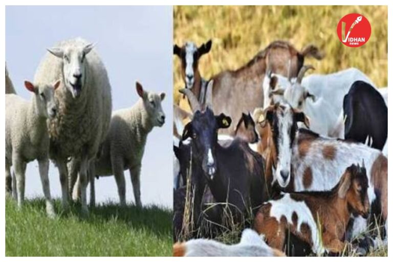 Government scheme: भेड़ और बकरी पालन पर सरकार दे रही ₹50 लाख तक की मदद, जानें कैसे उठाएं योजना का फायदा