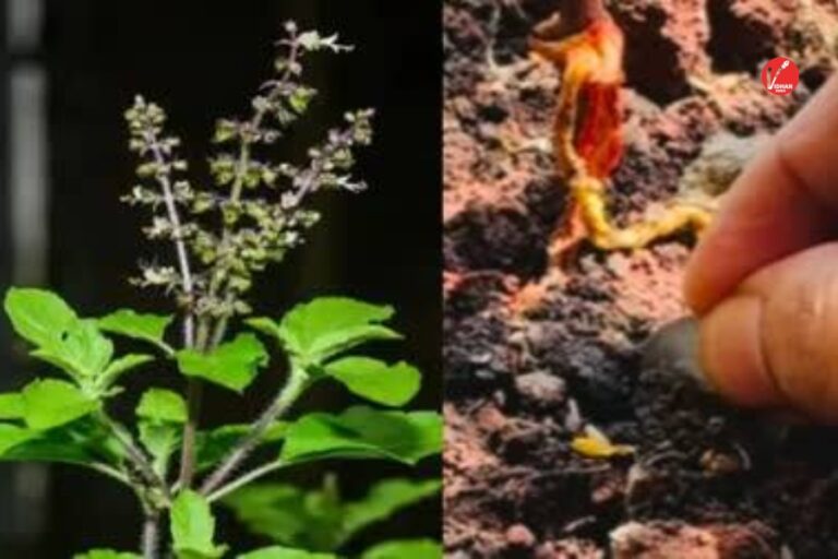Tulsi Vastu Remedy: तुलसी के नीचे 1 रुपये का सिक्का रखने से बदल सकती है किस्मत! धन लाभ के साथ दूर होंगे वास्तु दोष