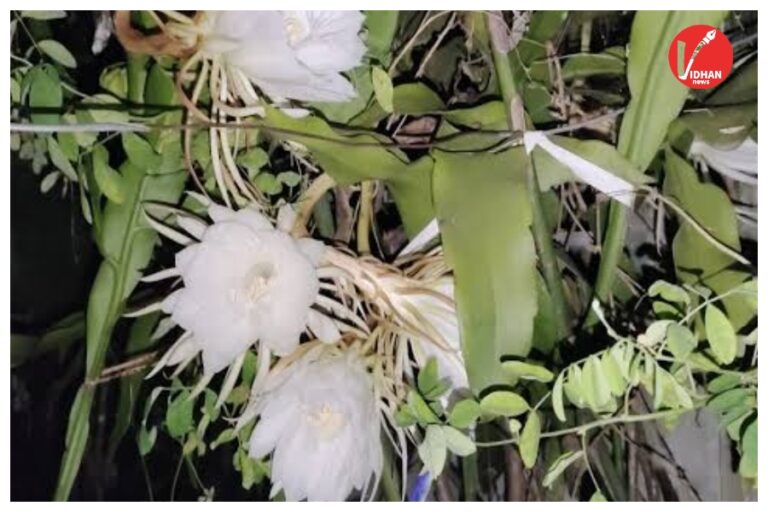 Brahma Kamal benefits: साल में सिर्फ एक बार खिलता है ये चमत्कारी फूल, वात-चर्म रोग से लेकर कई बीमारियों का करता है इलाज